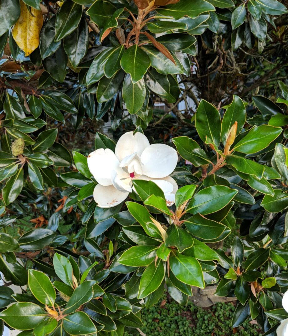 Bracken'S Brown Beauty Magnolia Vs Little Gem