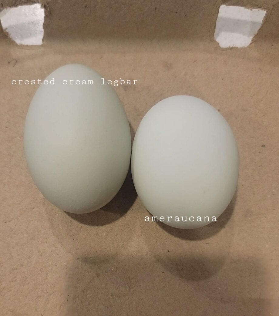 Cream Legbar Eggs Vs Ameraucana
