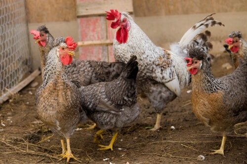 Cream Legbar Rooster Vs Hen
